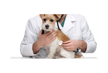La importancia del veterinario