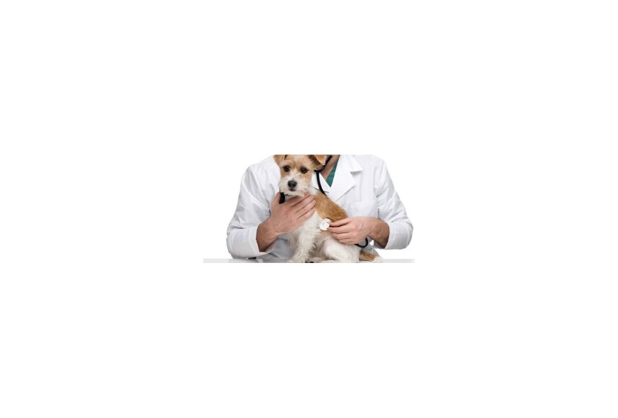 La importancia del veterinario